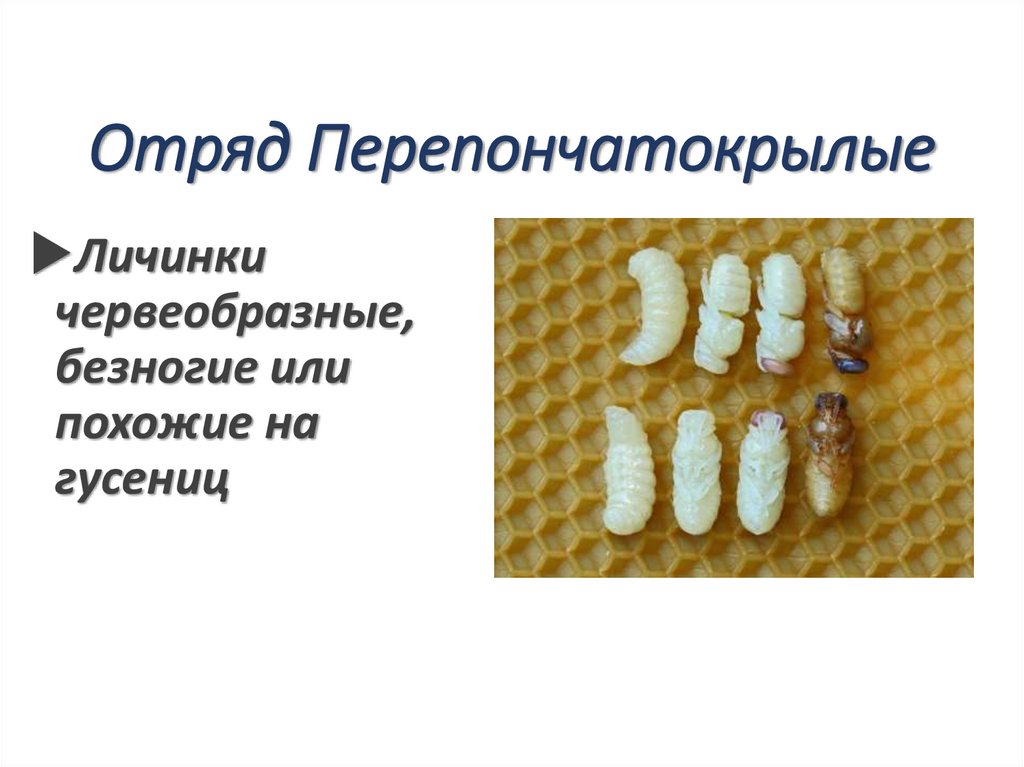 Отряд Перепончатокрылые