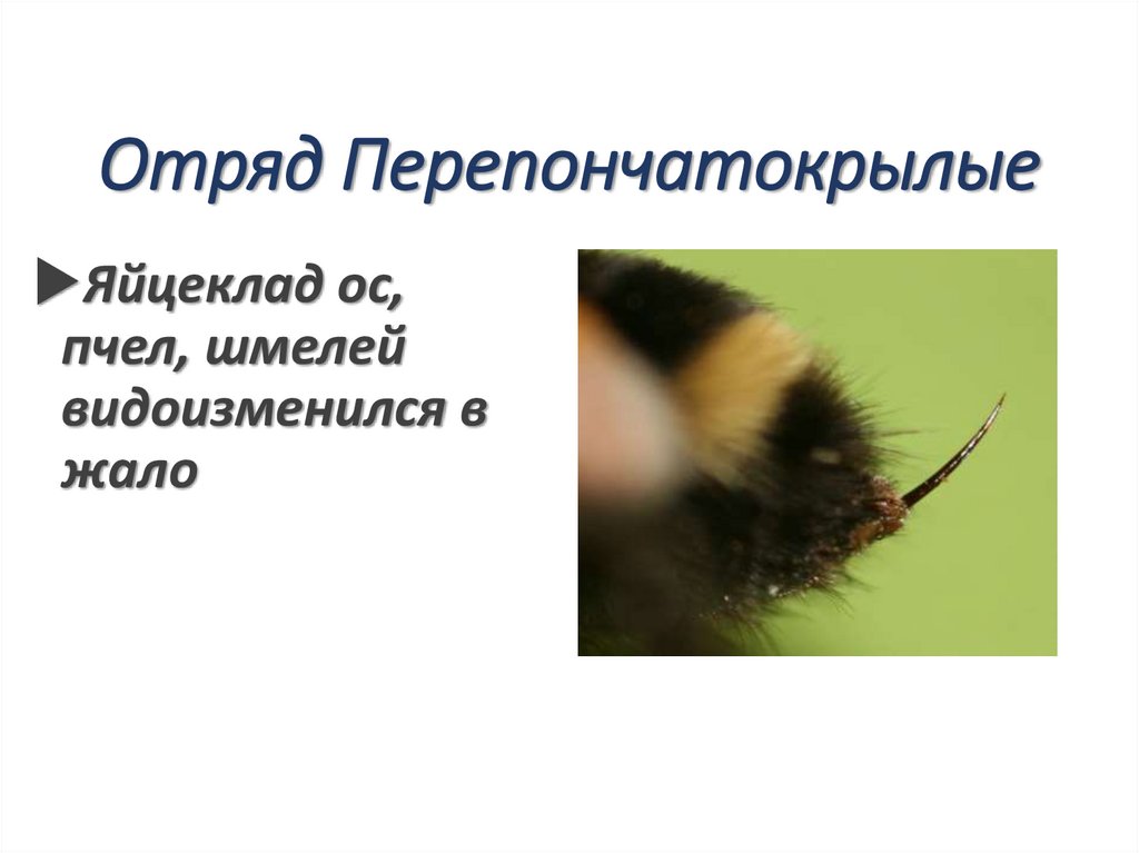 Отряд Перепончатокрылые