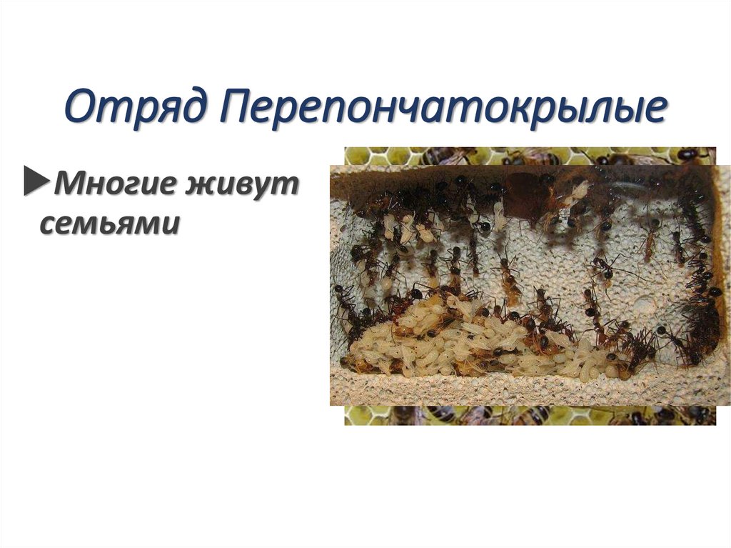 Отряд Перепончатокрылые