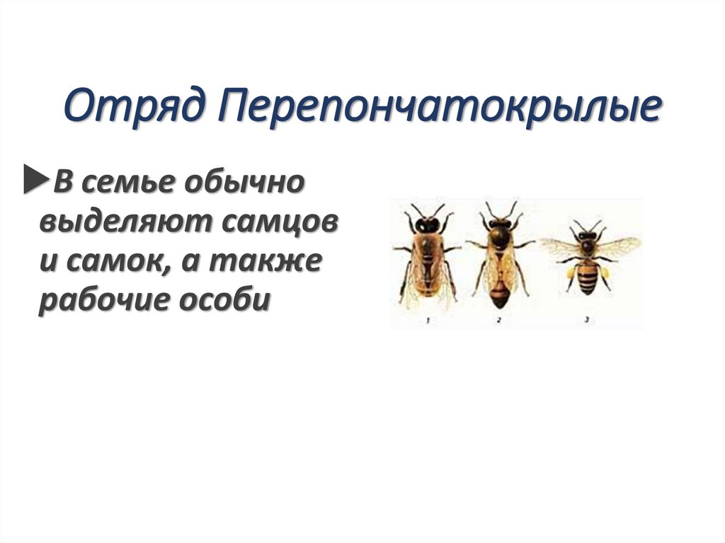 Отряд Перепончатокрылые