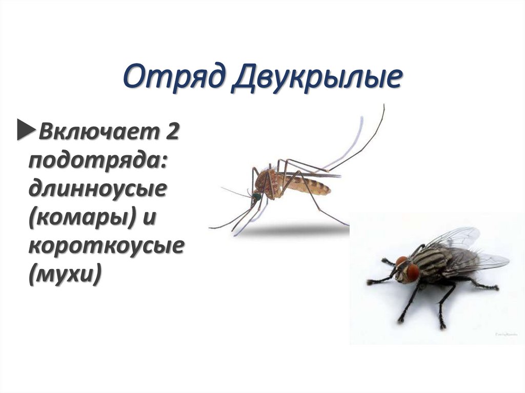 Отряд Двукрылые