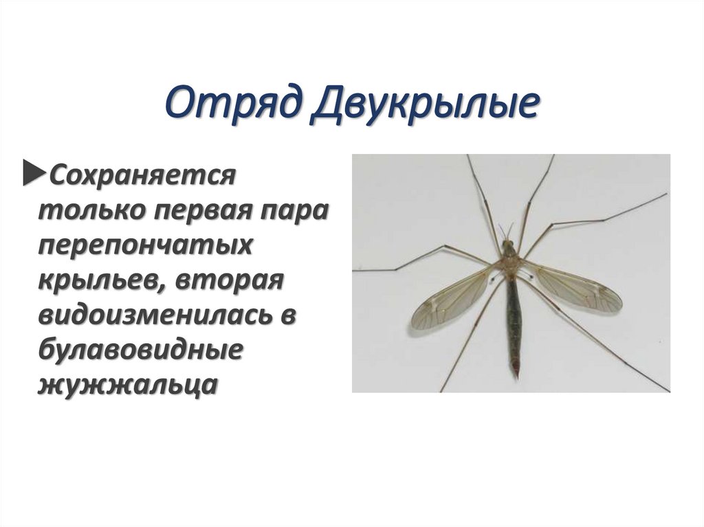 Отряд Двукрылые