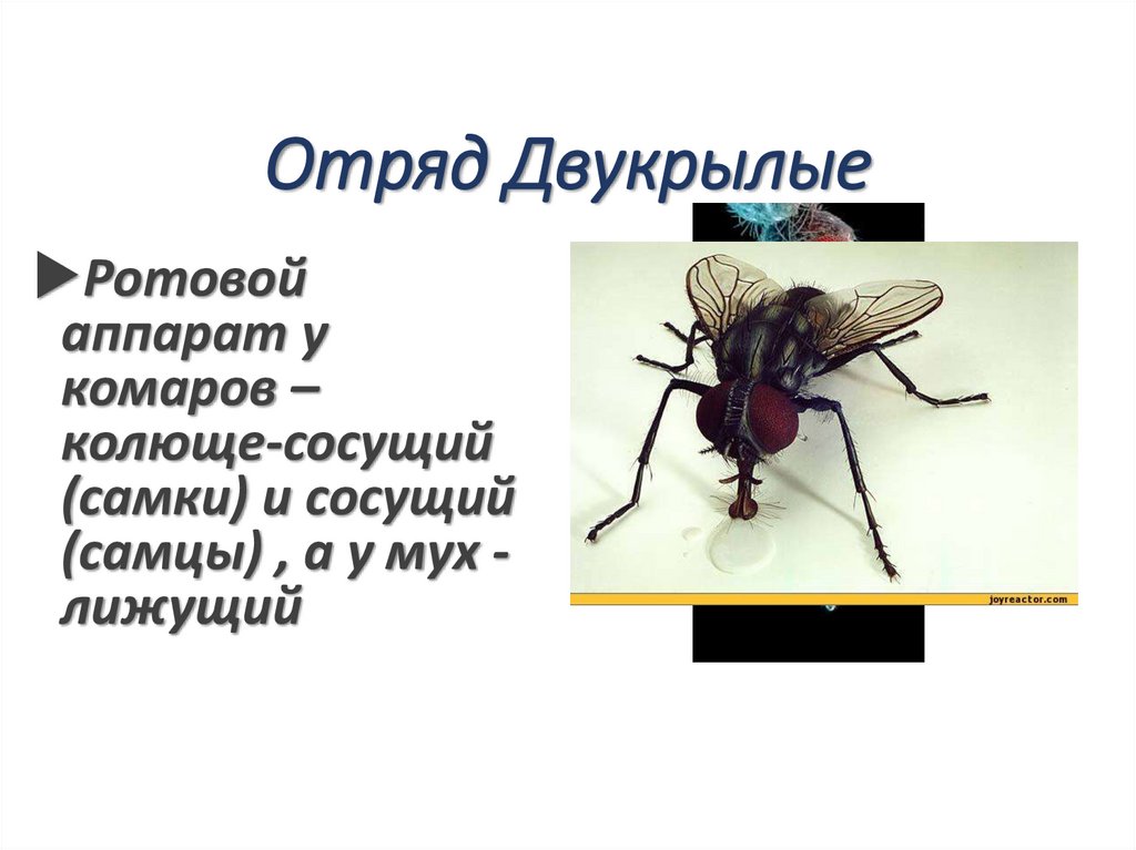 Отряд Двукрылые