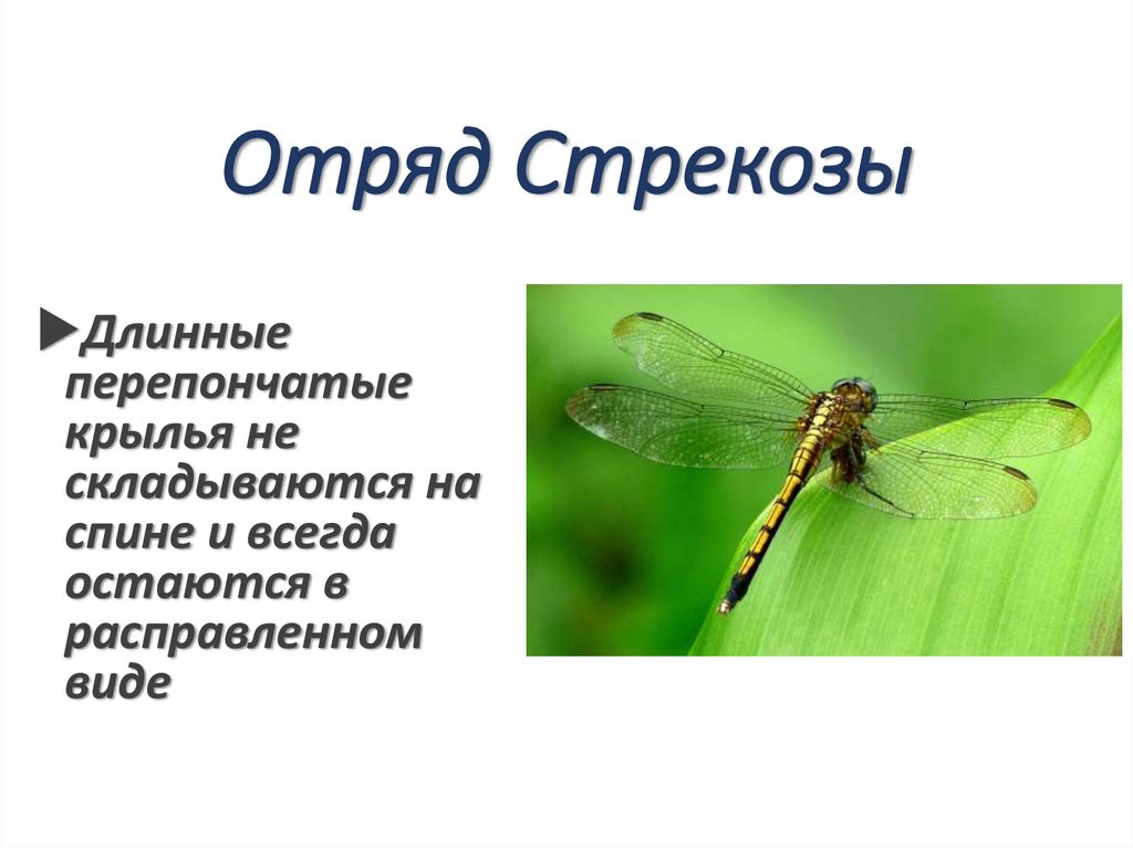 Отряд Стрекозы