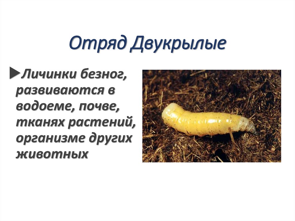 Отряд Двукрылые