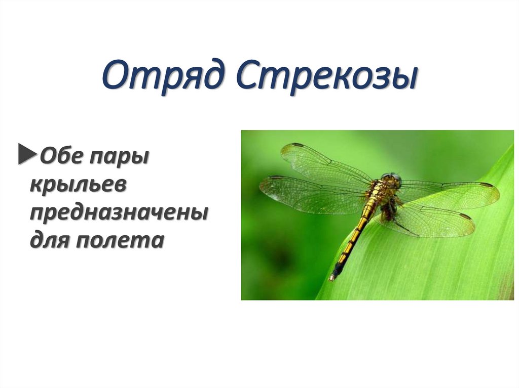 Отряд Стрекозы