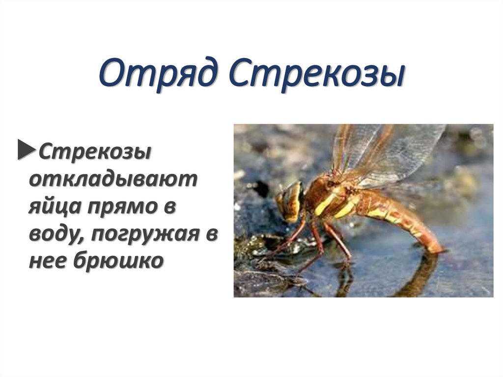 Отряд Стрекозы