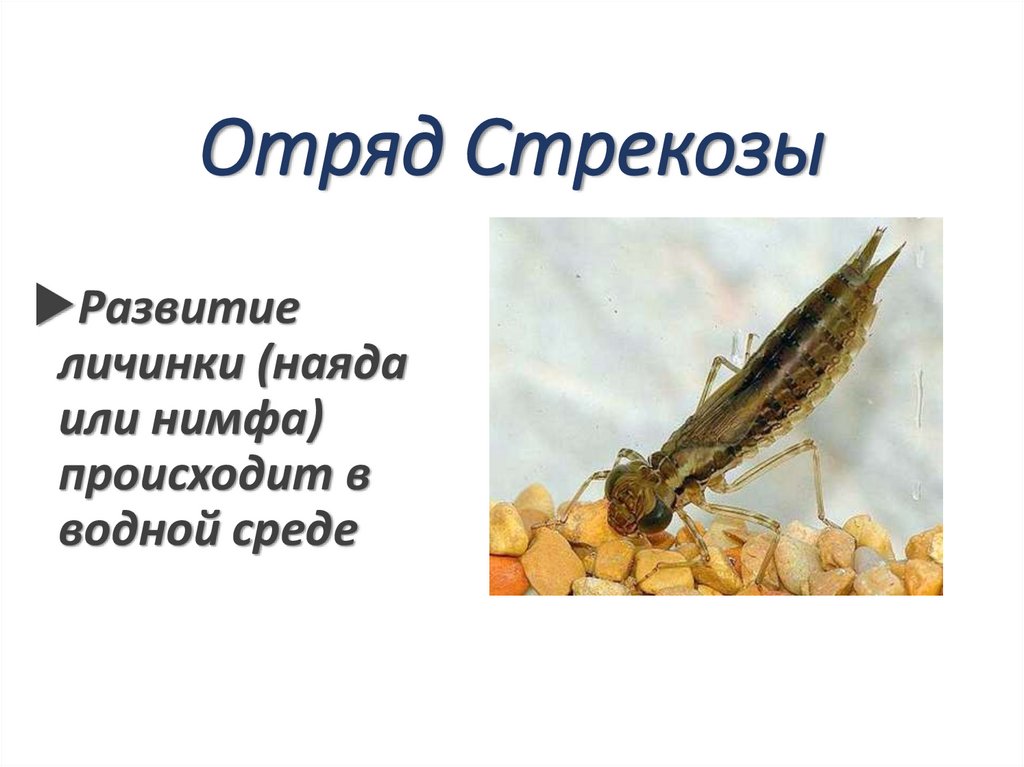 Отряд Стрекозы