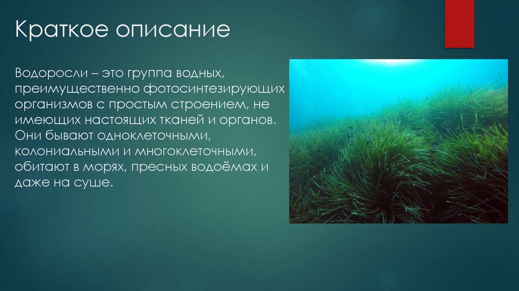 Краткое описание