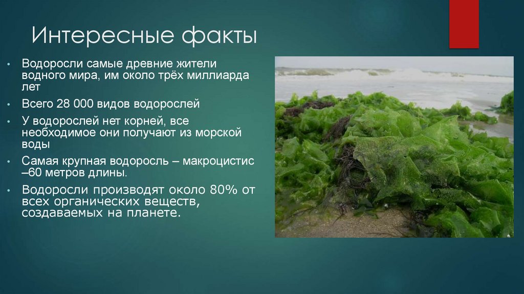 Интересные факты