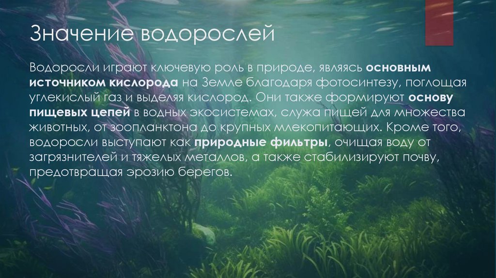 Значение водорослей