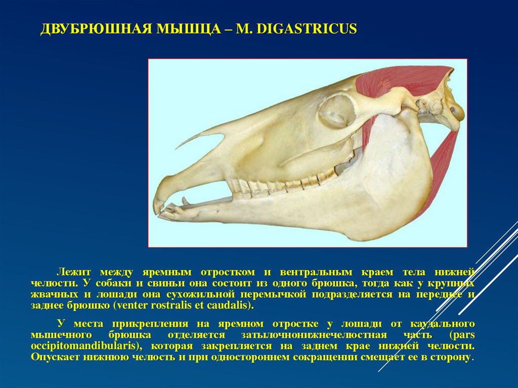 Двубрюшная мышца – m. digastricus