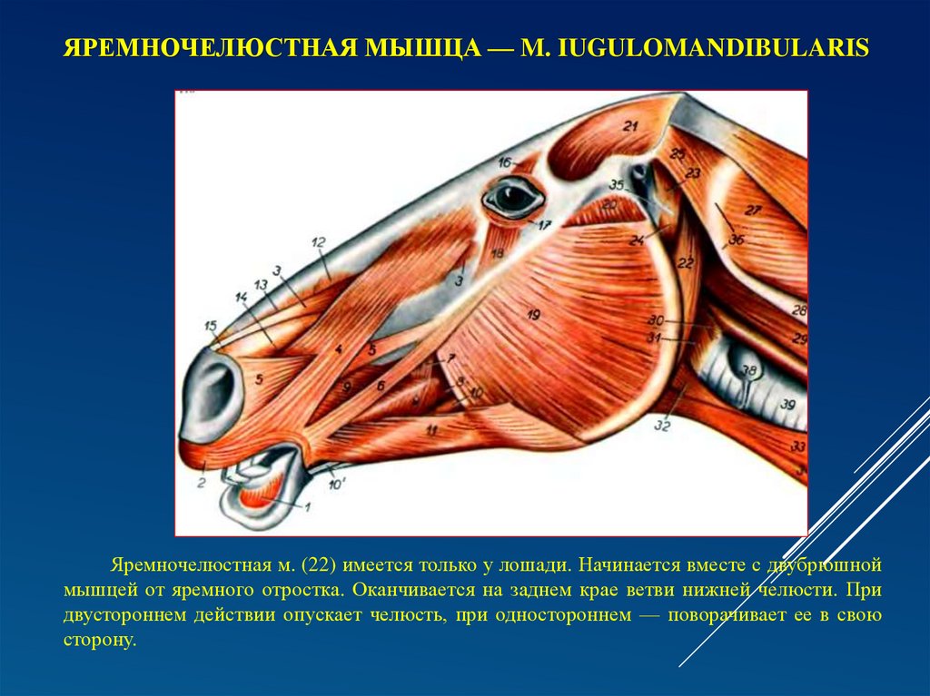 Яремночелюстная мышца — m. iugulomandibularis