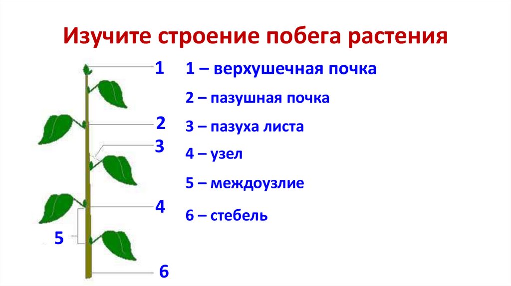 Изучите строение побега растения