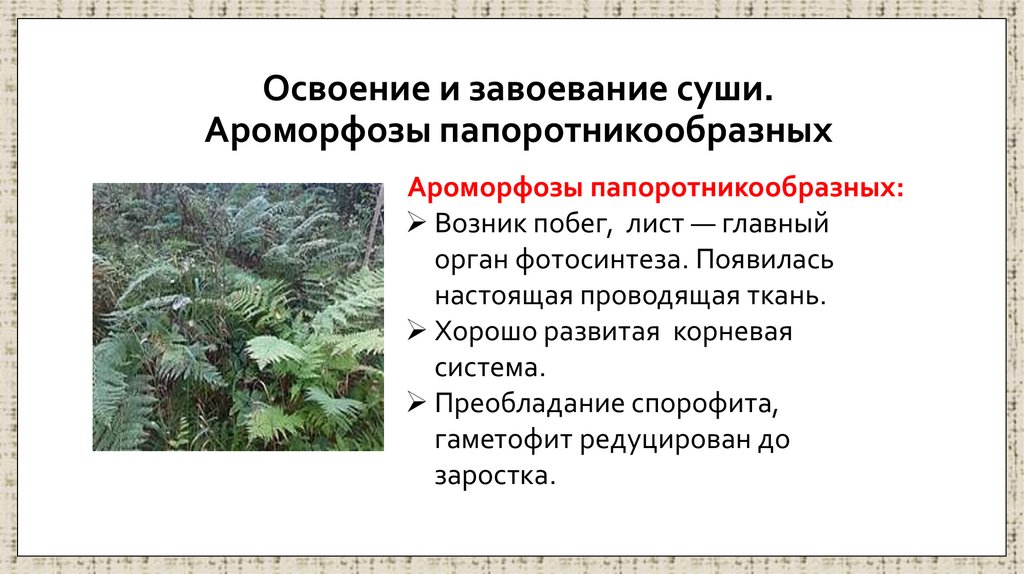 Освоение и завоевание суши. Ароморфозы папоротникообразных