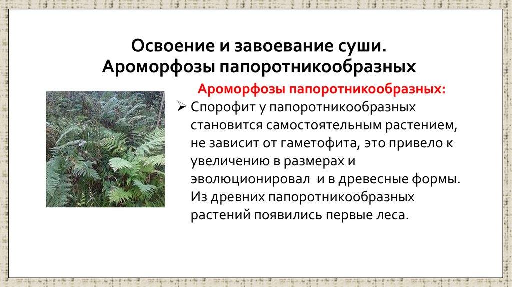 Освоение и завоевание суши. Ароморфозы папоротникообразных