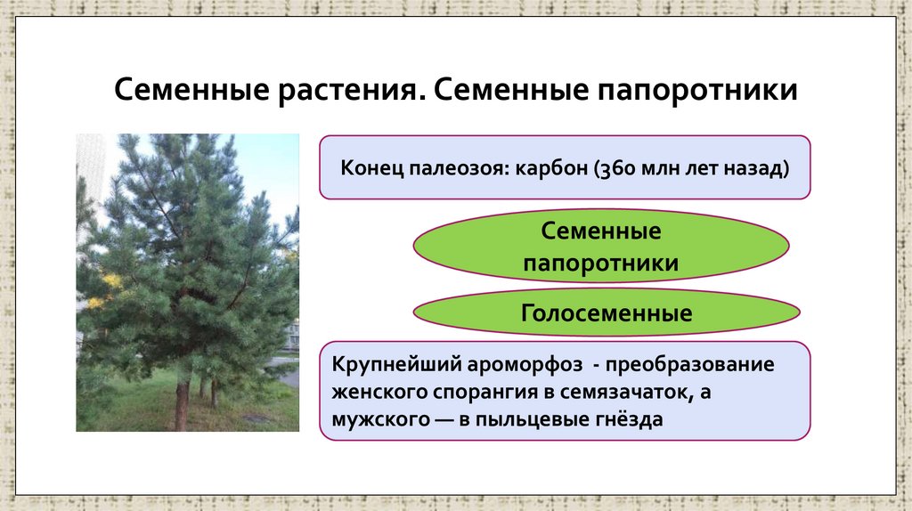 Семенные растения. Семенные папоротники