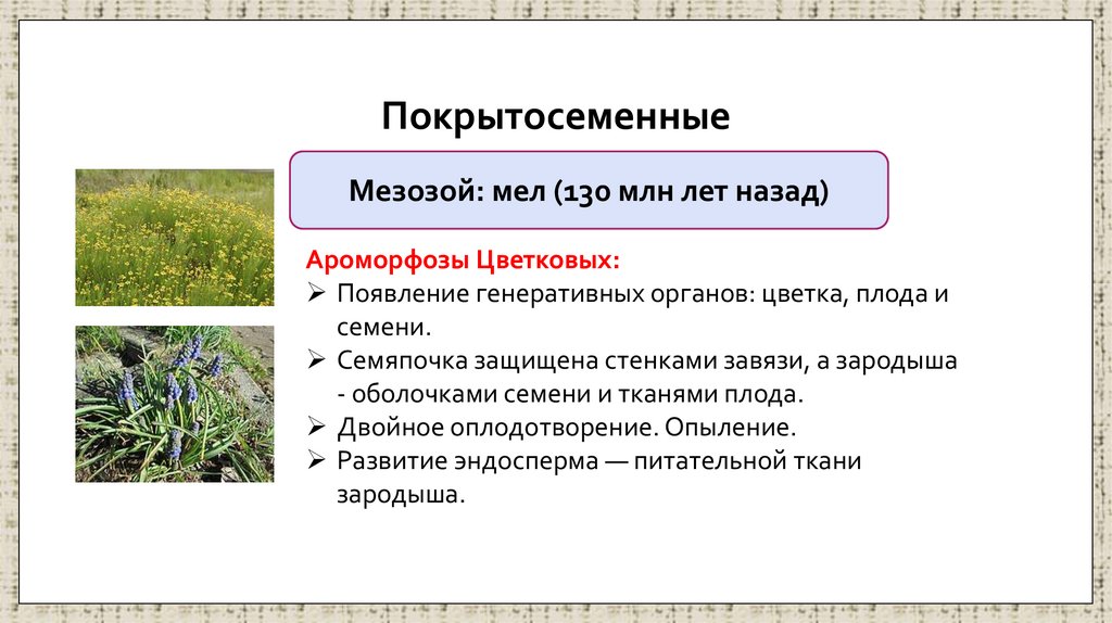 Покрытосеменные