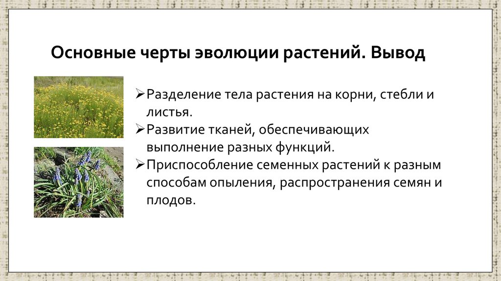 Основные черты эволюции растений. Вывод