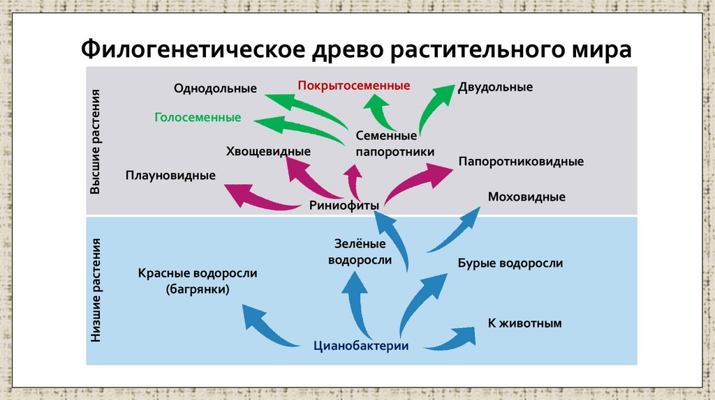 Филогенетическое древо растительного мира