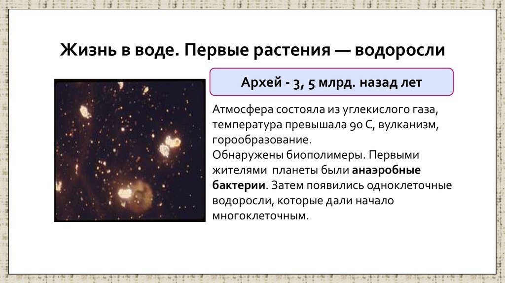 Жизнь в воде. Первые растения — водоросли