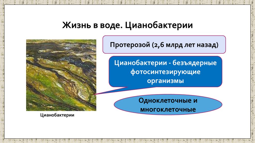 Жизнь в воде. Цианобактерии