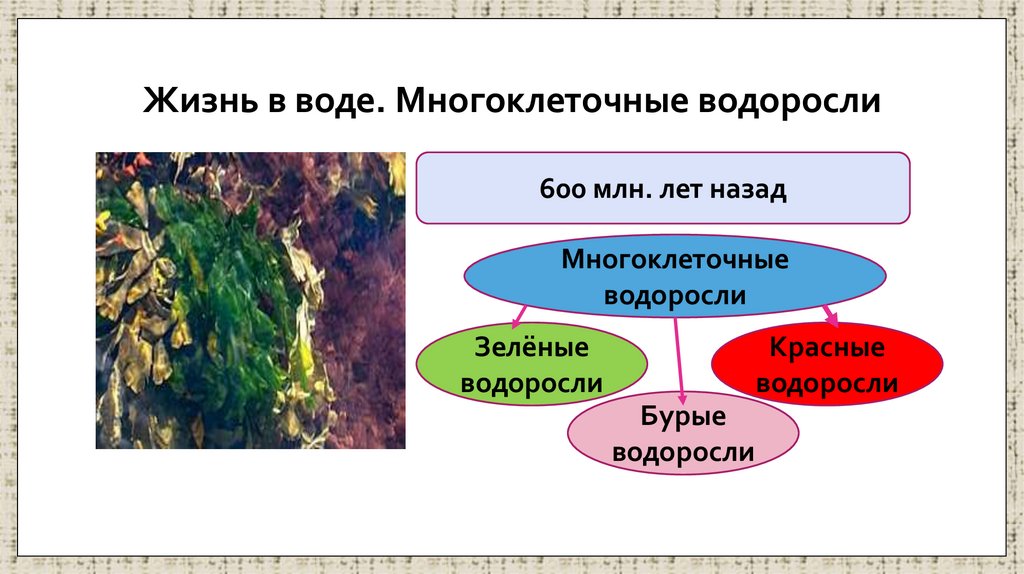 Жизнь в воде. Многоклеточные водоросли