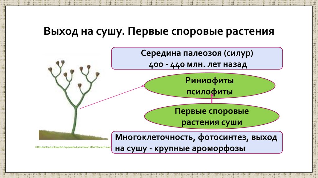 Выход на сушу. Первые споровые растения