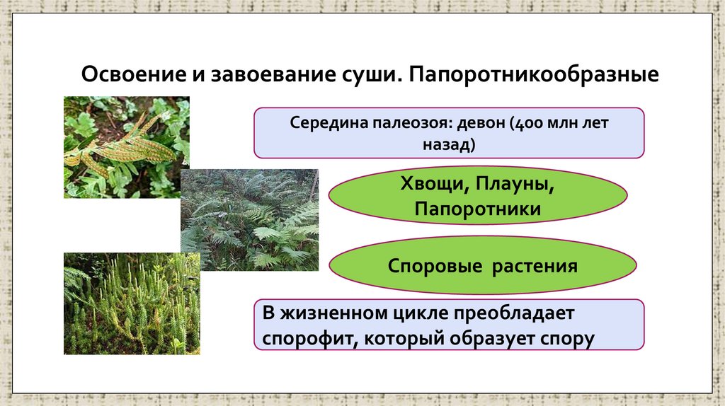 Освоение и завоевание суши. Папоротникообразные