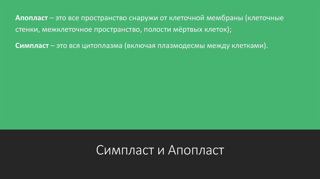 Симпласт и Апопласт