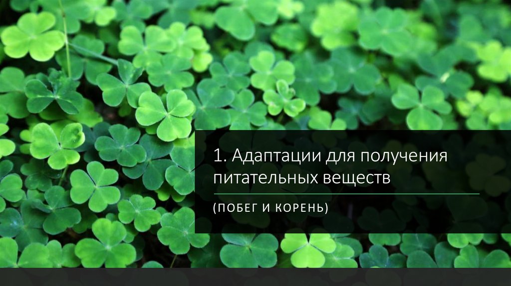 1. Адаптации для получения питательных веществ