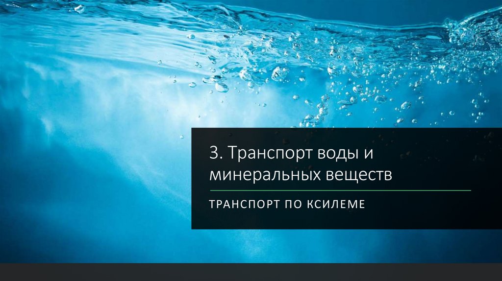 3. Транспорт воды и минеральных веществ