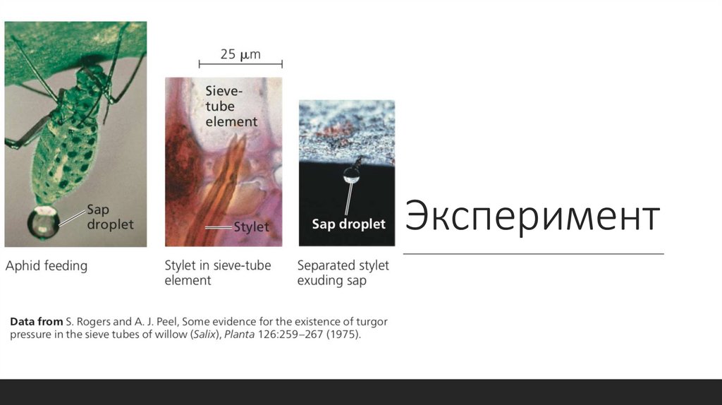 Эксперимент