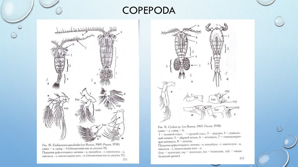 Copepoda