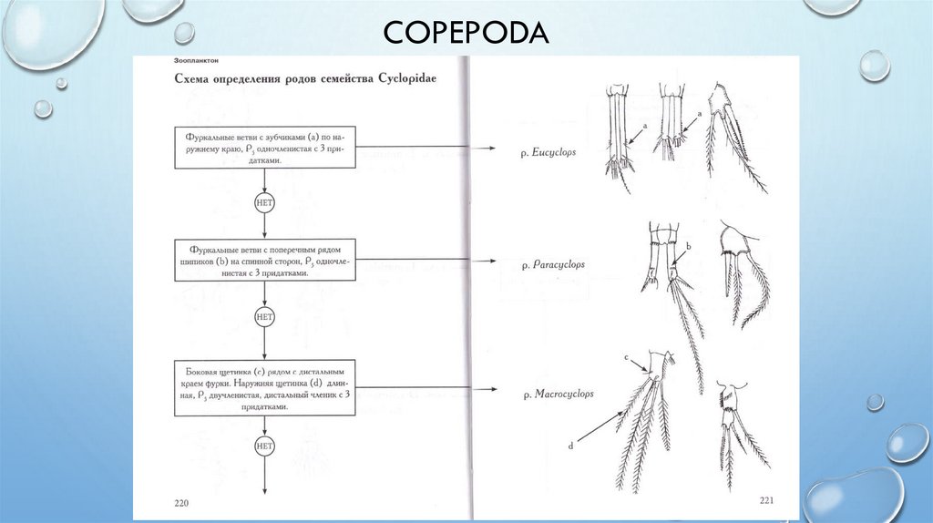 Copepoda