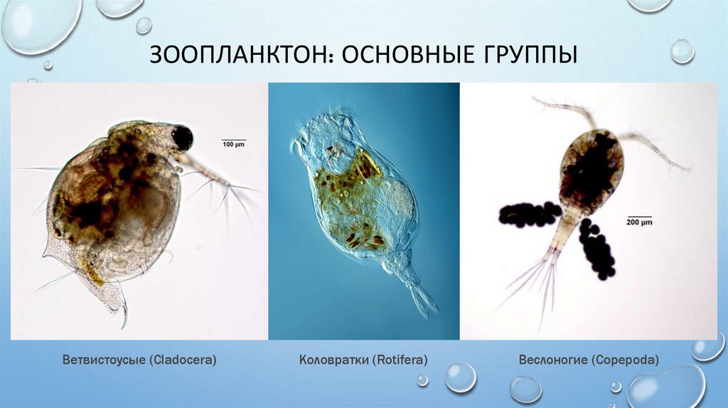 Зоопланктон: основные группы