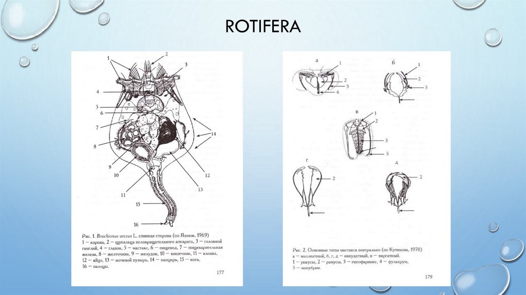 Rotifera