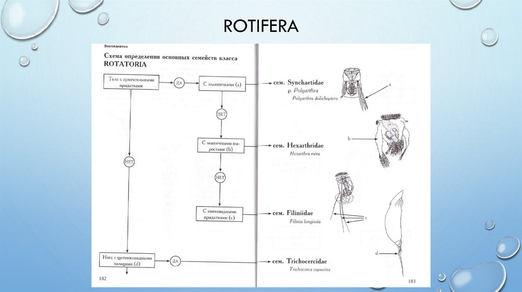 Rotifera