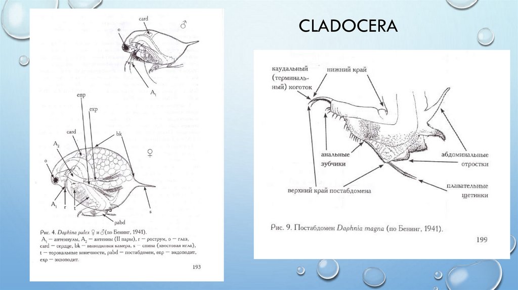 cladocera