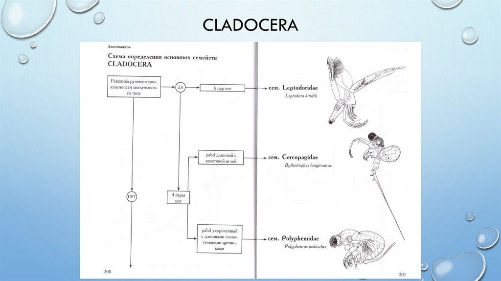 cladocera