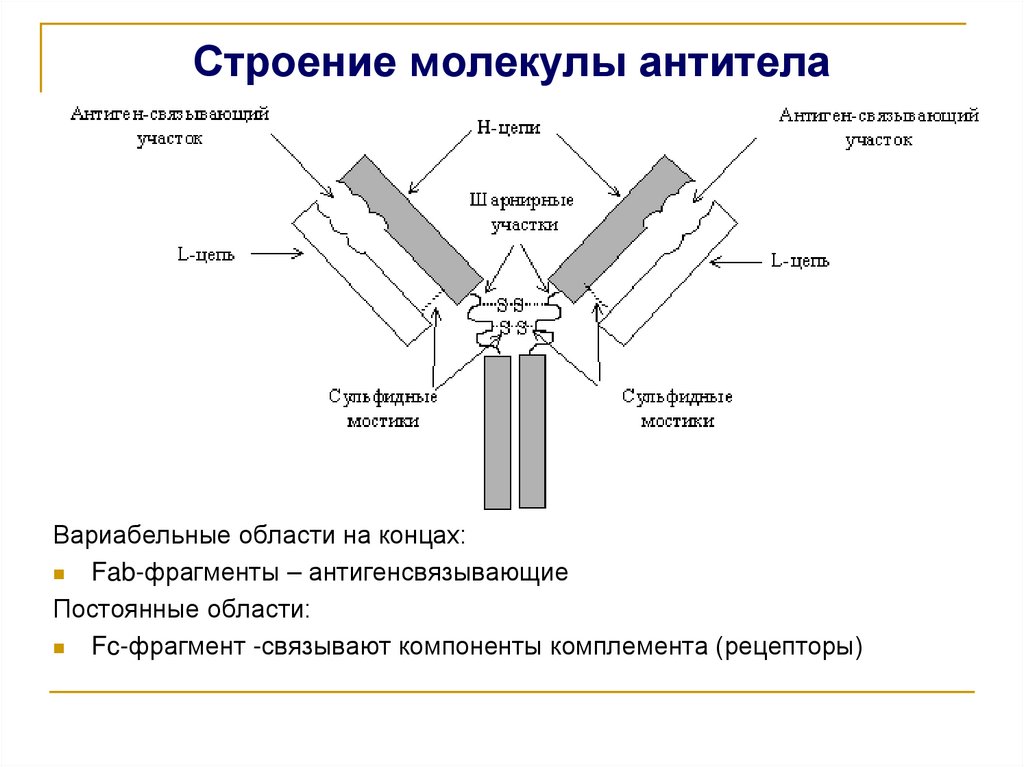 Строение молекулы антитела