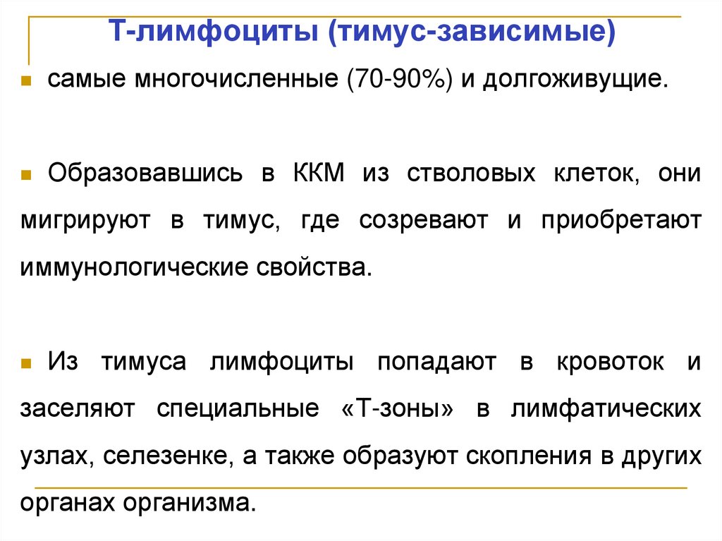 Т-лимфоциты (тимус-зависимые)