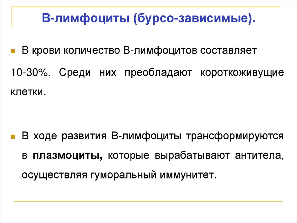 В-лимфоциты (бурсо-зависимые).