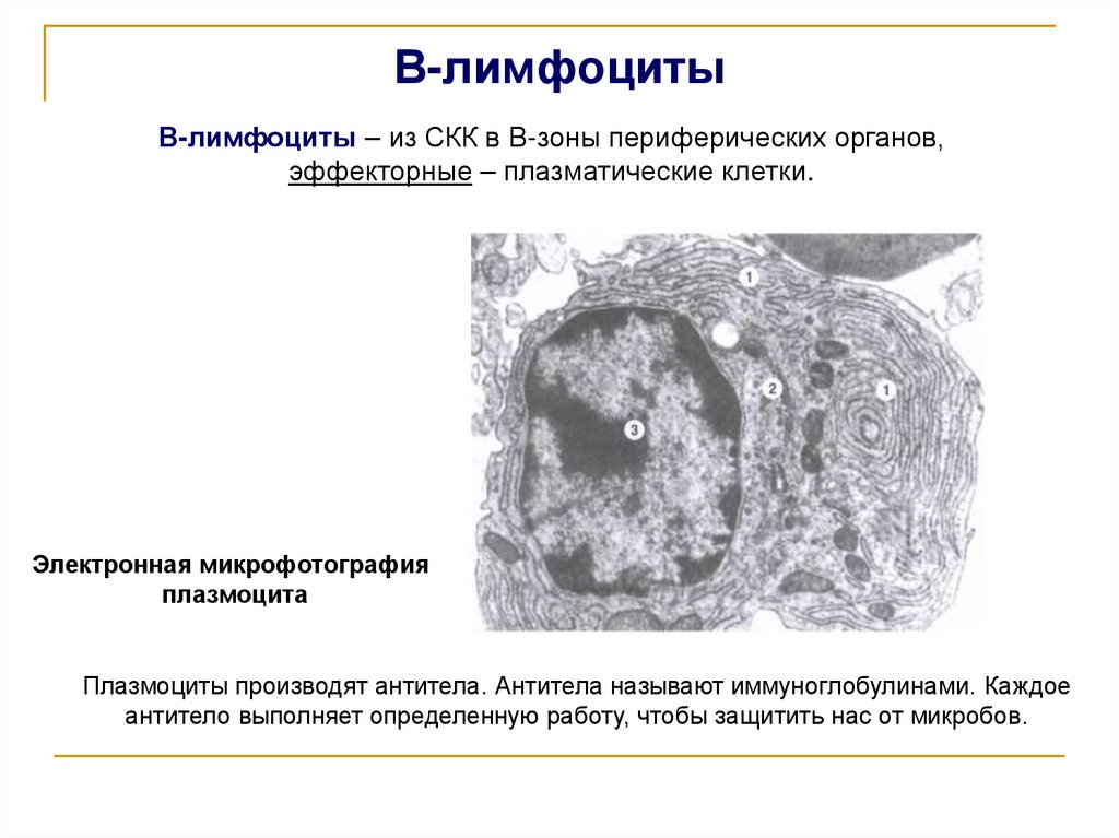 В-лимфоциты