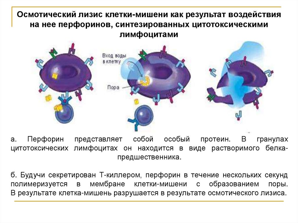 а. Перфорин представляет собой особый протеин. В гранулах цитотоксических лимфоцитах он находится в виде растворимого