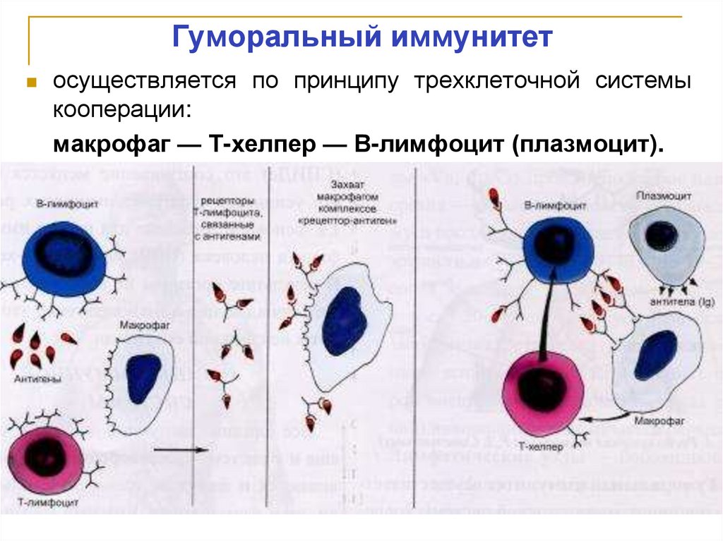 Гуморальный иммунитет