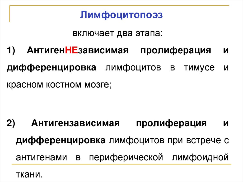 Лимфоцитопоэз