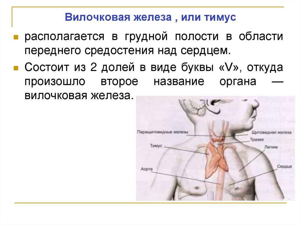 Вилочковая железа , или тимус