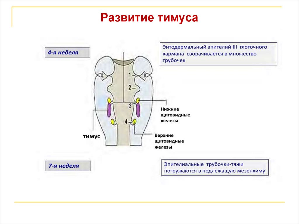 Развитие тимуса