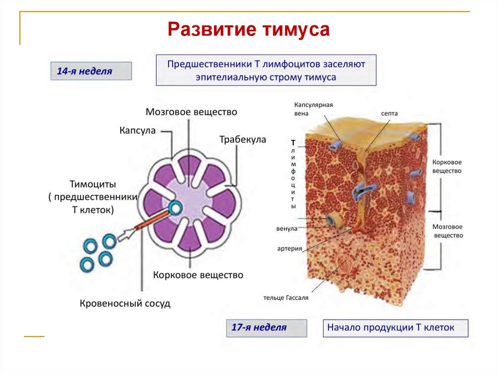 Развитие тимуса